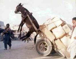 donkey-cart donkey-cart