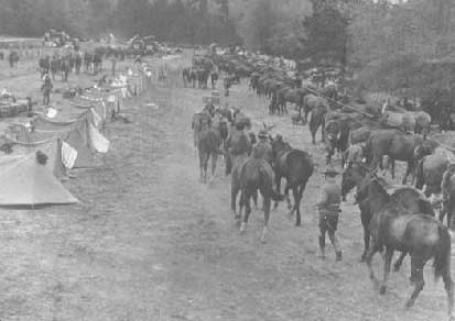 cavalry-horses cavalry-horses